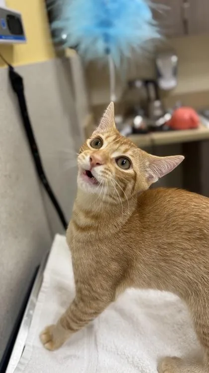 A baby small-sized male Domestic Short Hair cat named Jimmy for adoption in Honolulu, HI