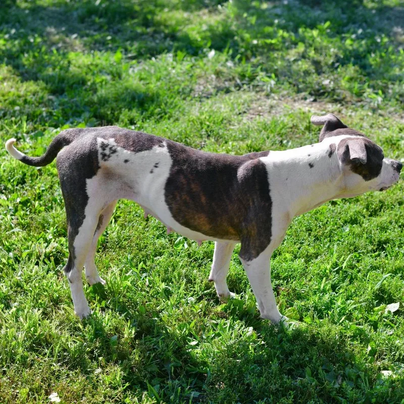 An adult medium-sized female Gray / Blue / Silver Pit Bull Terrier dog named Velma for adoption in Ottawa, KS