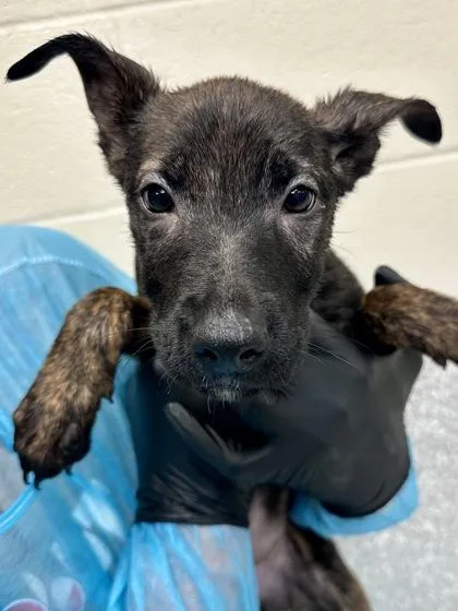 A baby large-sized female Brown / Chocolate Mixed Breed dog named Sophia for adoption in Wichita, KS