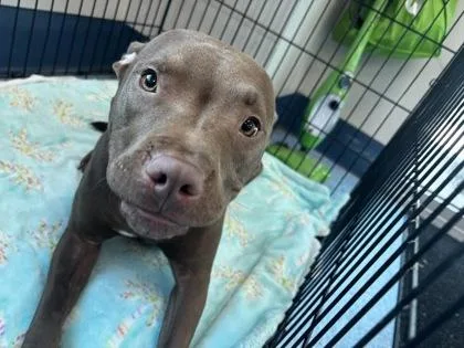 A young medium-sized female Brown / Chocolate Mixed Breed dog named Princess Potato for adoption in Charleston, SC