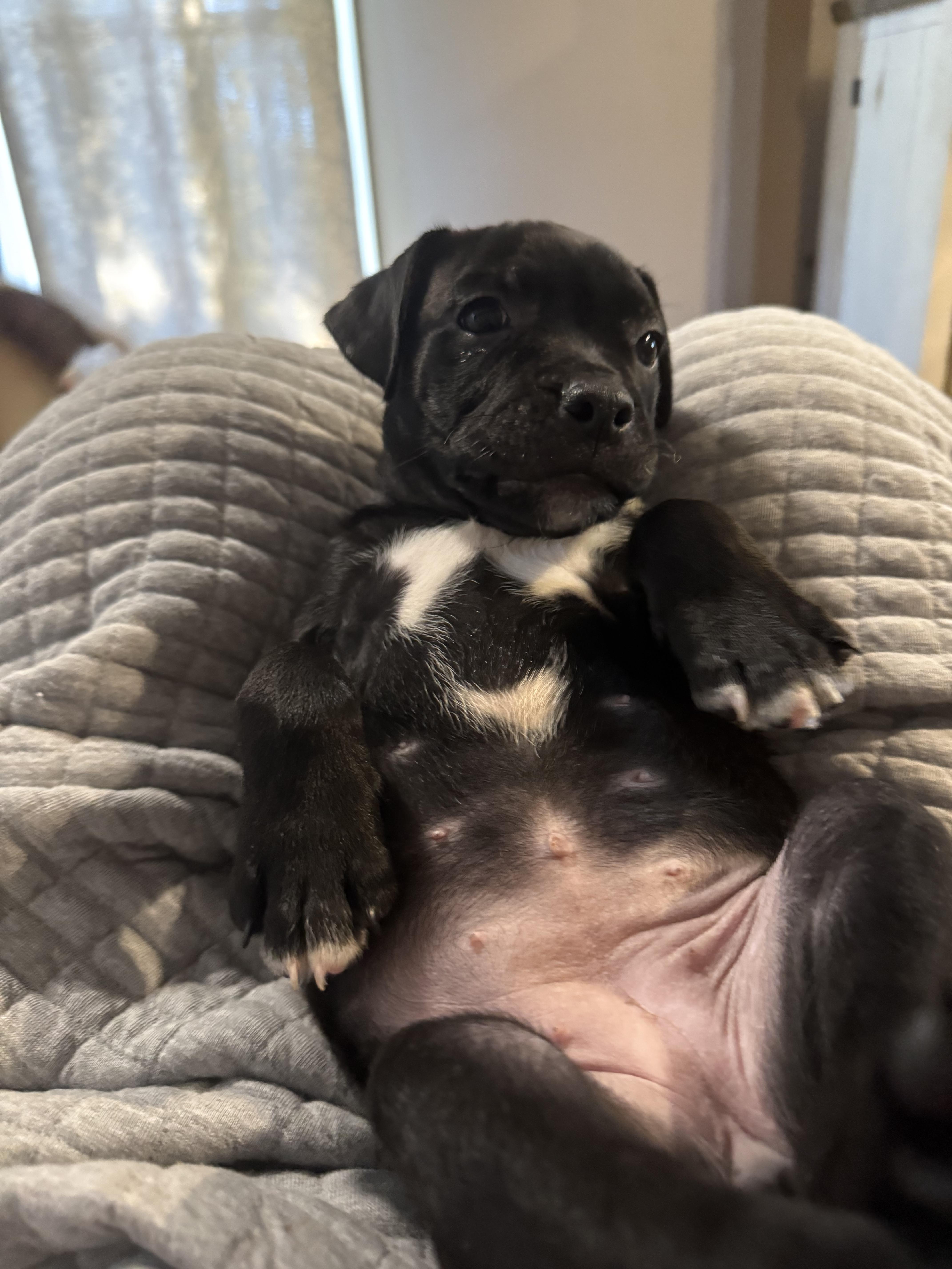 A baby medium-sized female Pit Bull Terrier dog named Feyre for adoption in Halethorpe, MD