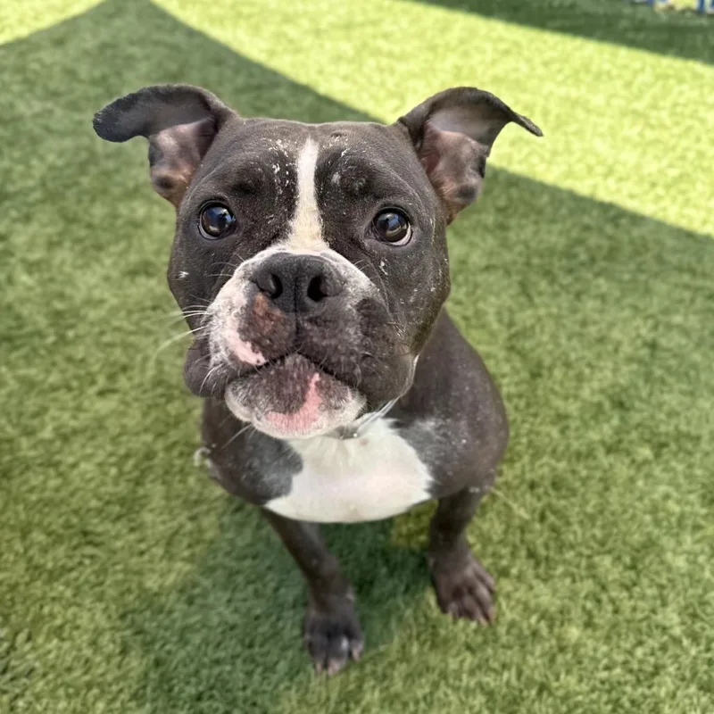 A young medium-sized female Brown / Chocolate Boston Terrier dog named Pickle for adoption in Long Beach, CA