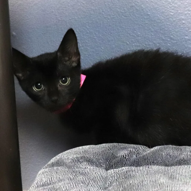 A baby small-sized female Black Domestic Short Hair cat named Raven for adoption in Lakeland, FL