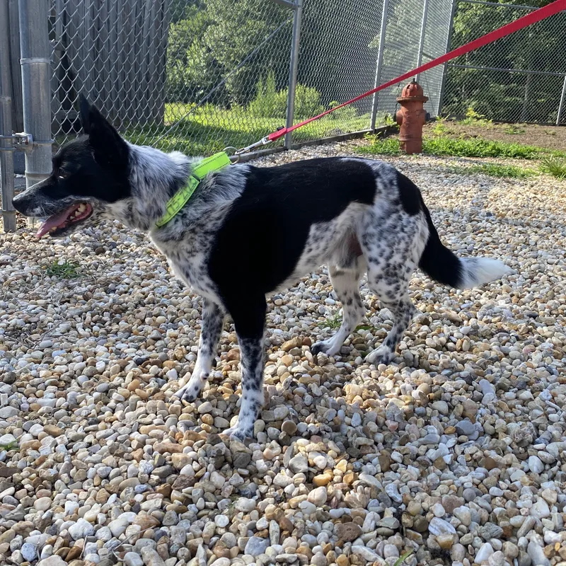 An adult medium-sized male Black Australian Cattle Dog / Blue Heeler dog named Buddy for adoption in King George, VA