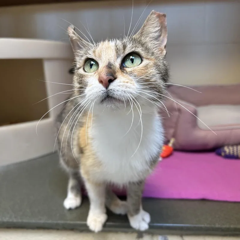 An adult medium-sized female Buff / Tan / Fawn Domestic Short Hair cat named Venmo for adoption in Waukesha, WI