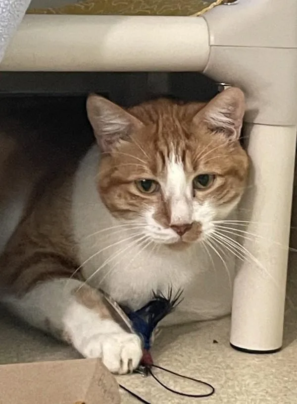 An adult medium-sized male Domestic Short Hair cat named Bing Bong for adoption in Santa Rosa, CA