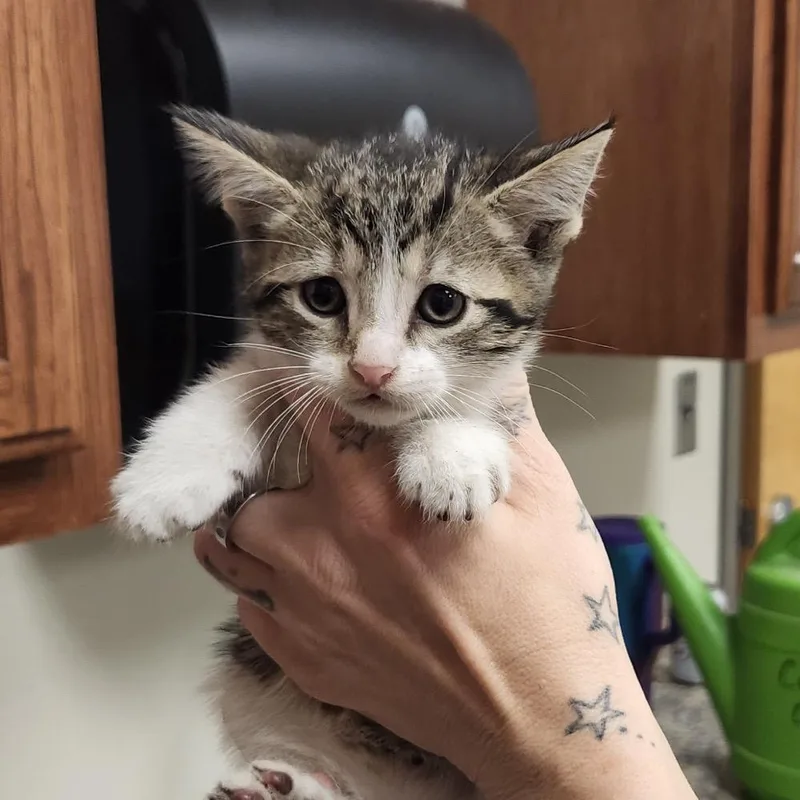 A baby small-sized female Gray / Blue / Silver Domestic Short Hair cat named Sidney U for adoption in Tupelo, MS