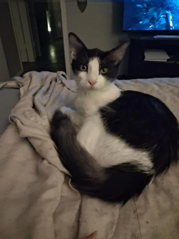 A baby small-sized male Black & White / Tuxedo Domestic Medium Hair cat named Sam I Am for adoption in Dallas, TX