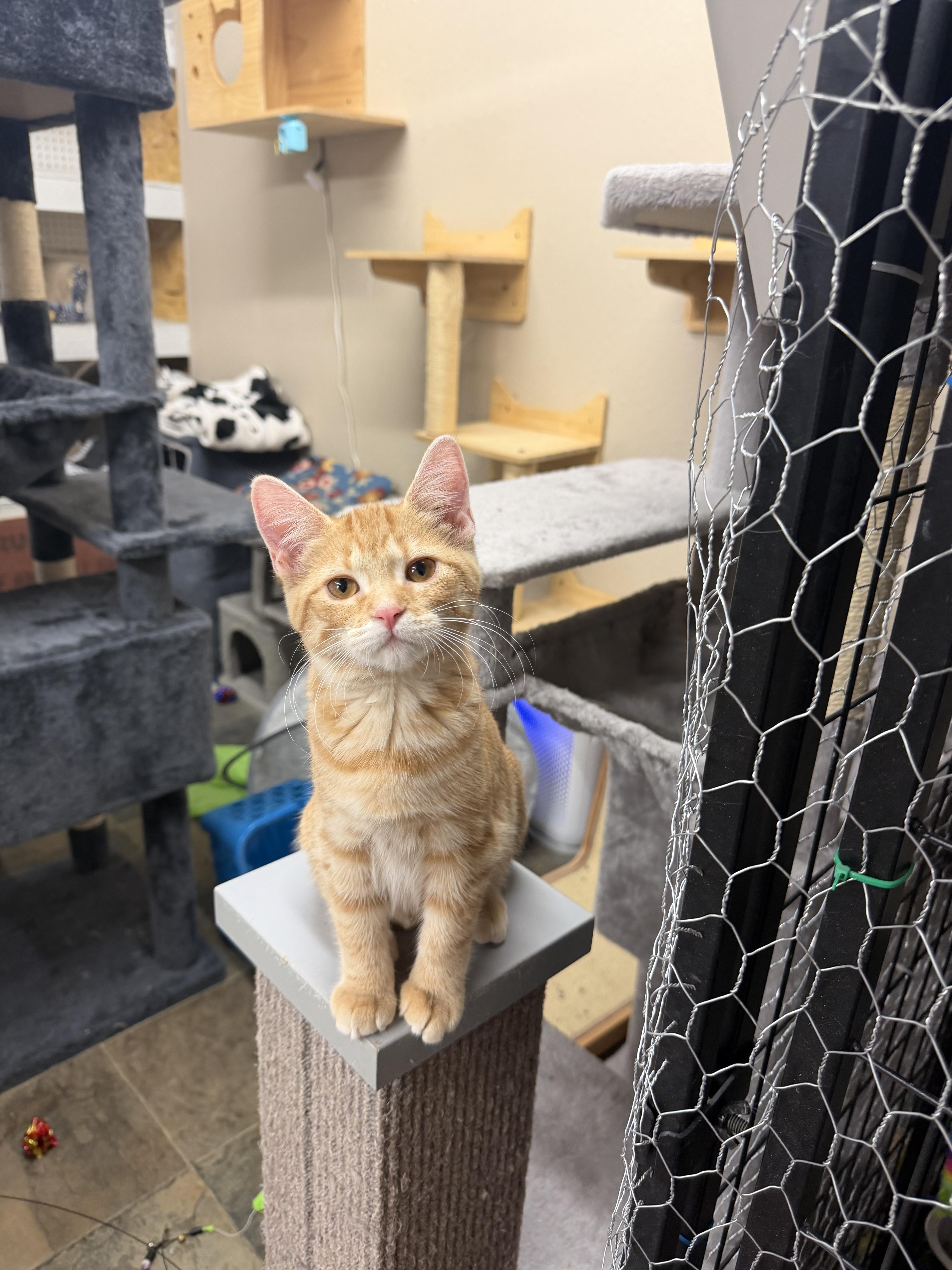 A baby small-sized female Tabby (Orange / Red) Domestic Short Hair cat named Peanut for adoption in Mauston, WI