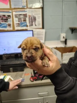 A baby small-sized male Terrier dog named Pink Band for adoption in Gastonia, NC
