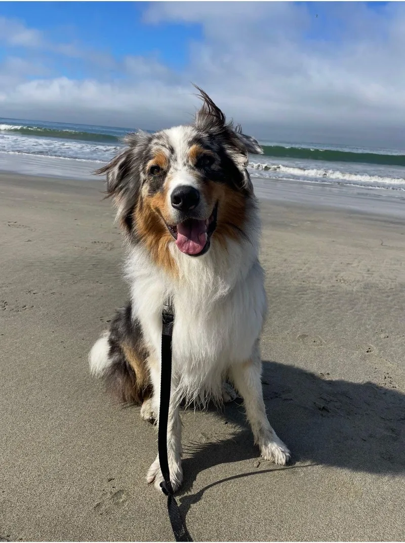 An adult medium-sized male Bicolor Australian Shepherd dog named Austin for adoption in Coarsegold, CA