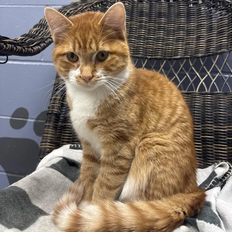 A young medium-sized male Orange / Red Domestic Short Hair cat named Mario for adoption in Marshalltown, IA