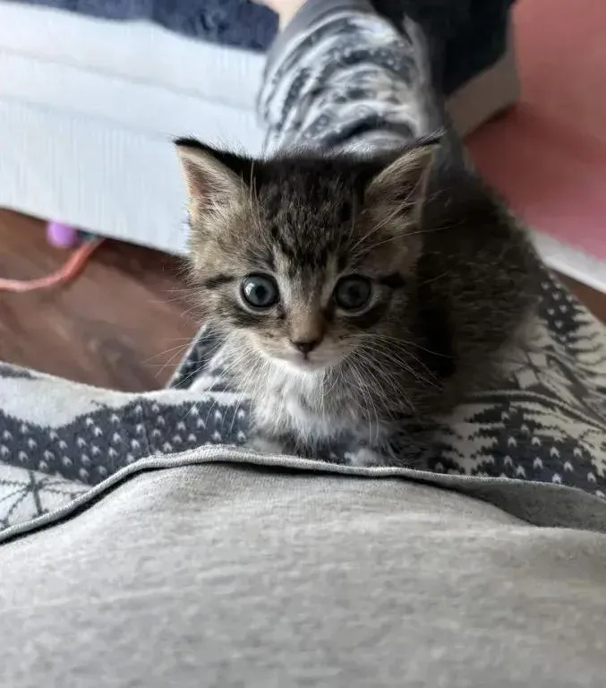 A baby small-sized male Domestic Short Hair cat named Mouse for adoption in Grand Rapids, MI