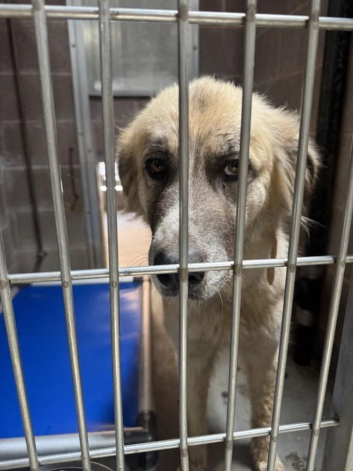 An adult large-sized female Great Pyrenees dog named Daisy for adoption in Olivehurst, CA