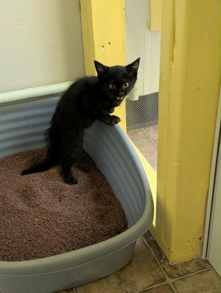 A young medium-sized male Domestic Short Hair cat named Mayhem for adoption in Grand Junction, CO