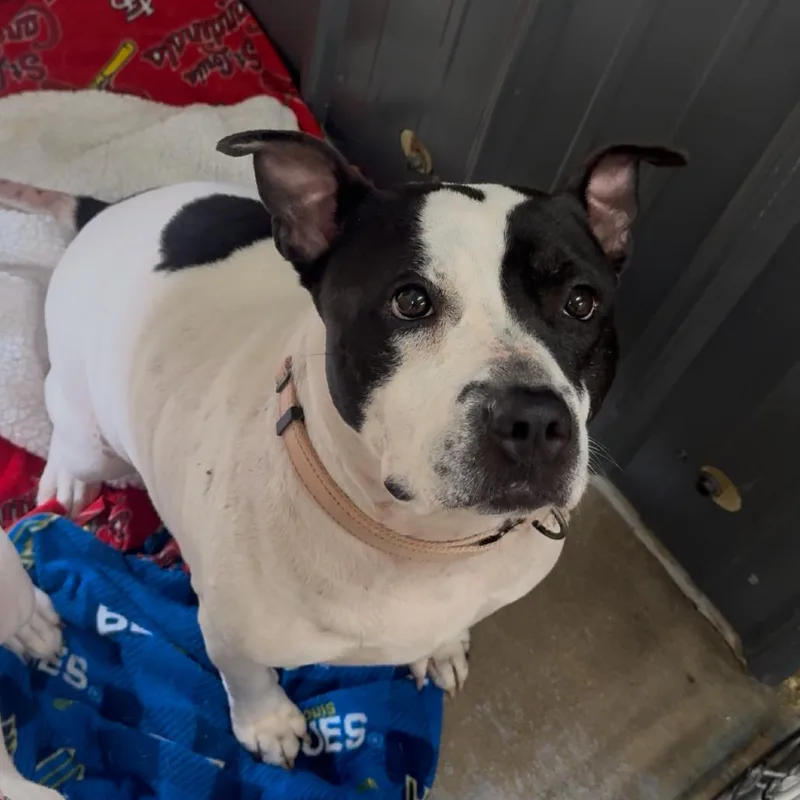 An adult large-sized female White / Cream Pit Bull Terrier dog named Goodie K for adoption in Union, MO