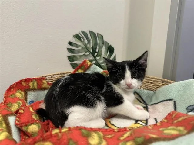 A baby small-sized male Domestic Short Hair cat named Orca for adoption in Santa Clara, CA