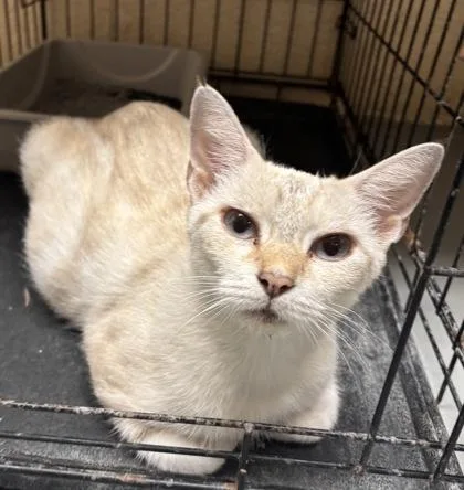 An adult medium-sized female Buff / Tan / Fawn Domestic Short Hair cat named Maya for adoption in Harlingen, TX