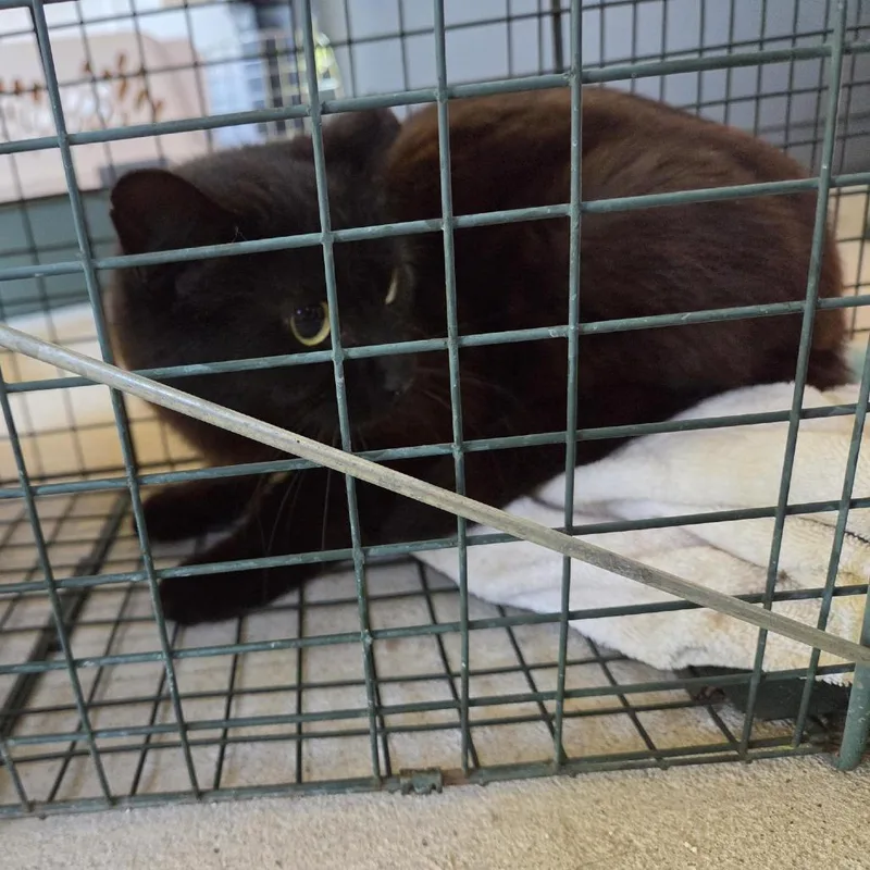 A young medium-sized female Black Domestic Short Hair cat named Copperwc for adoption in Grand Rapids, MI