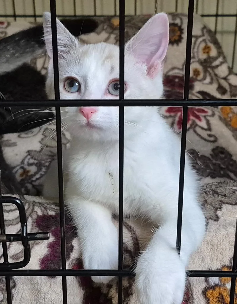 A baby medium-sized female Domestic Short Hair cat named Sarah for adoption in Pittsboro, NC