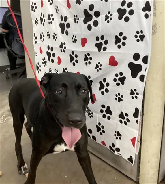 A young large-sized female Mixed Breed dog named Mabel for adoption in Dallas, TX