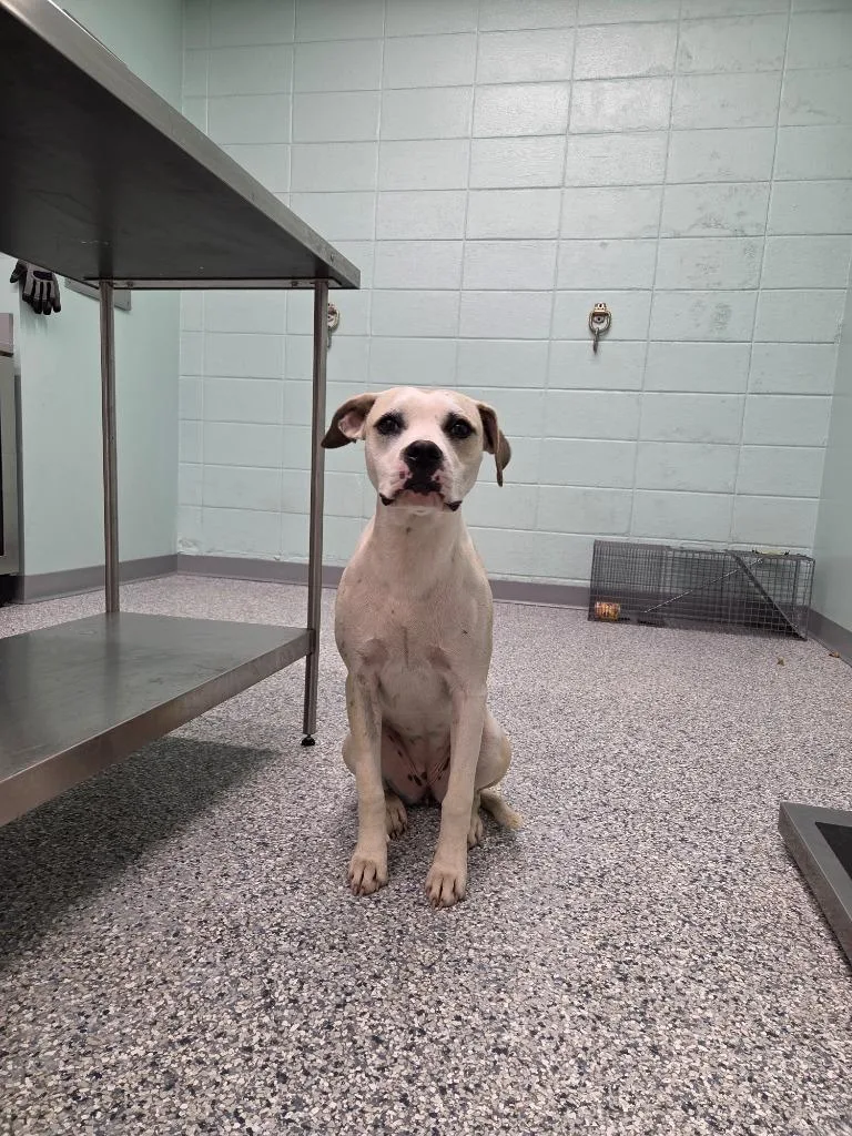 A young medium-sized female Terrier dog named Joanna for adoption in Athens, TN