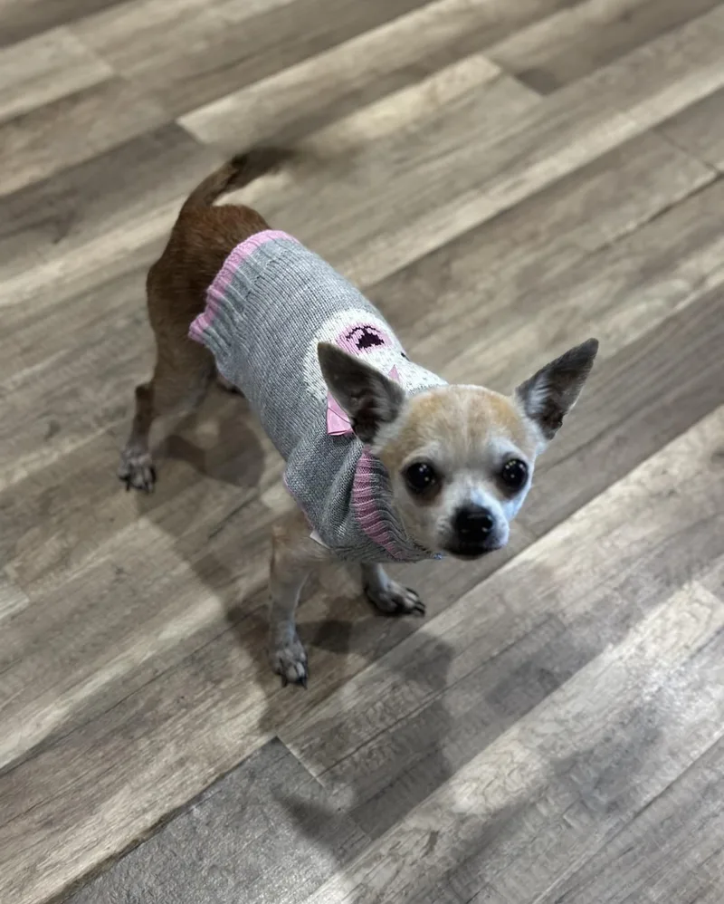 Piper