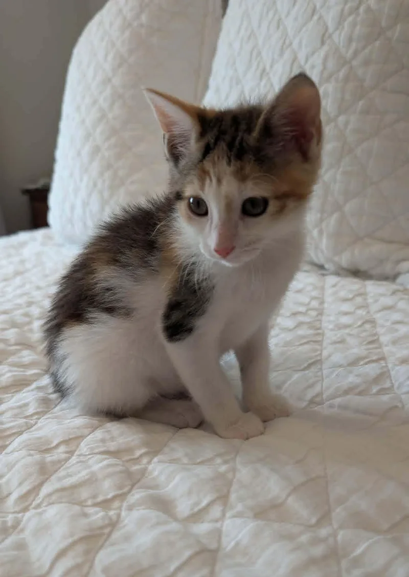 A baby medium-sized female Calico Domestic Short Hair cat named Misty for adoption in Sioux Falls, SD
