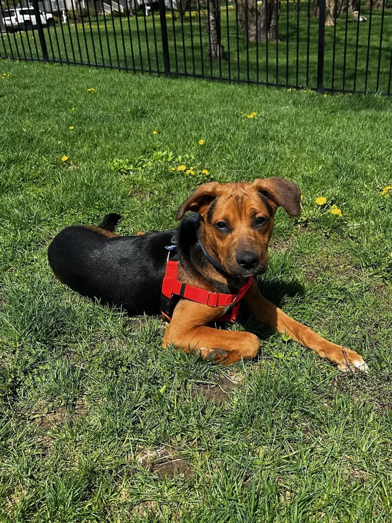 A young medium-sized male Brown / Chocolate Shepherd dog named Frost for adoption in Plainfield, IL