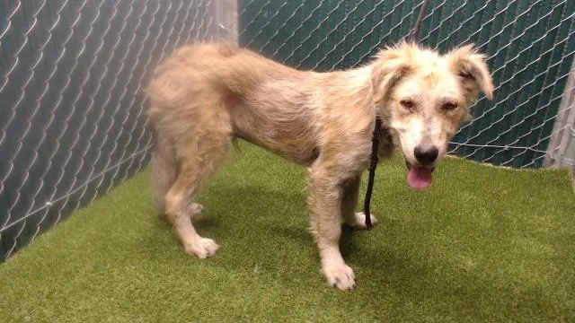 A young medium-sized male Labrador Retriever dog named Dennis for adoption in Downey, CA