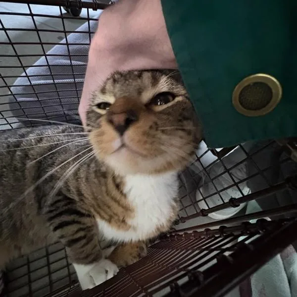 An adult medium-sized male Domestic Short Hair cat named Damien for adoption in Des Moines, IA