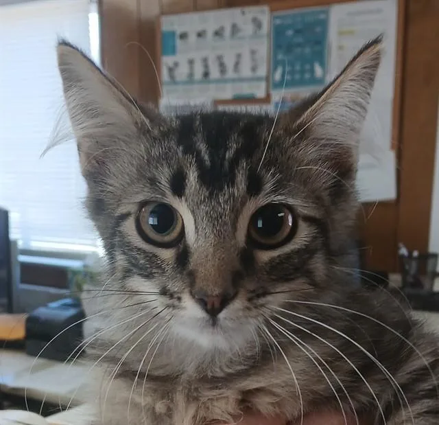 A baby small-sized female Domestic Medium Hair cat named Floof for adoption in Lodi, CA
