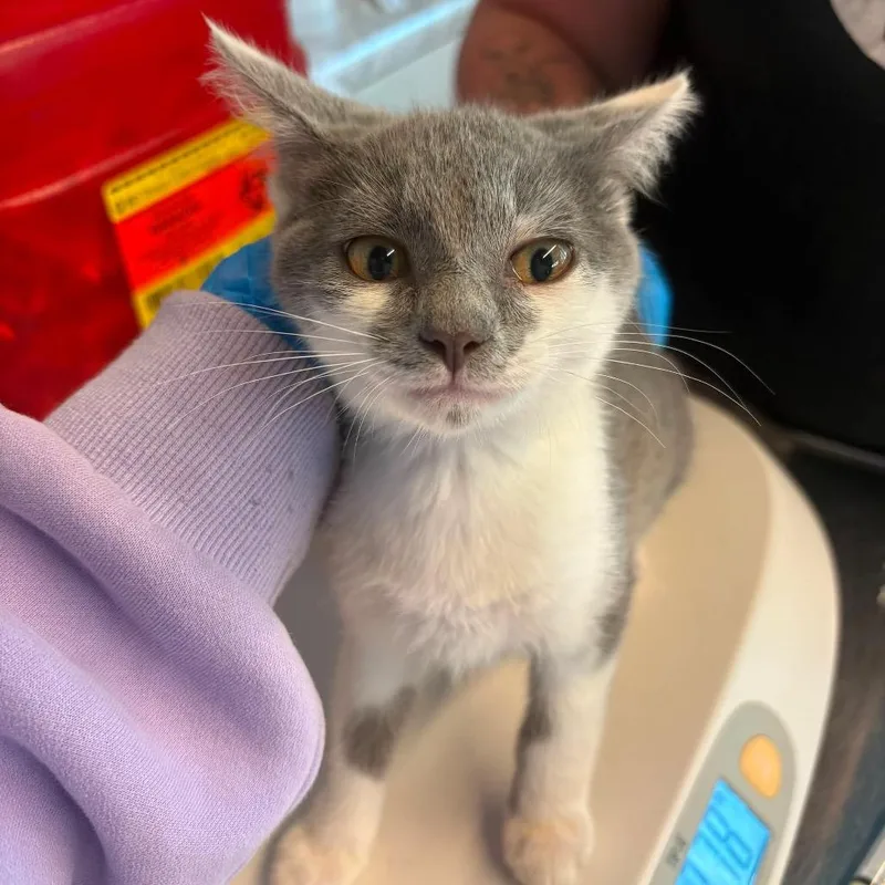 A baby small-sized female Gray / Blue / Silver Domestic Short Hair cat named Milly for adoption in Huntington, WV