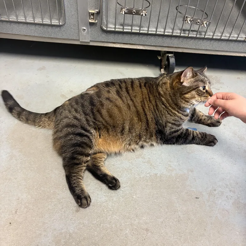 An adult large-sized female Tabby (Brown / Chocolate) Tabby cat named Lilly for adoption in Oberlin, OH