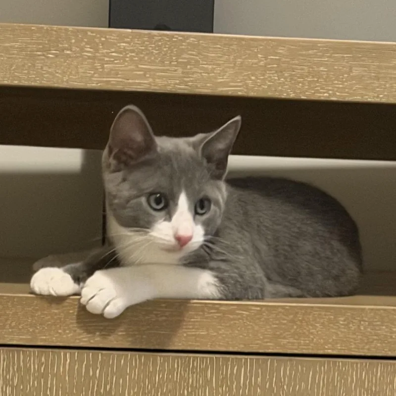 A baby small-sized female Domestic Short Hair cat named Thea for adoption in Roswell, GA
