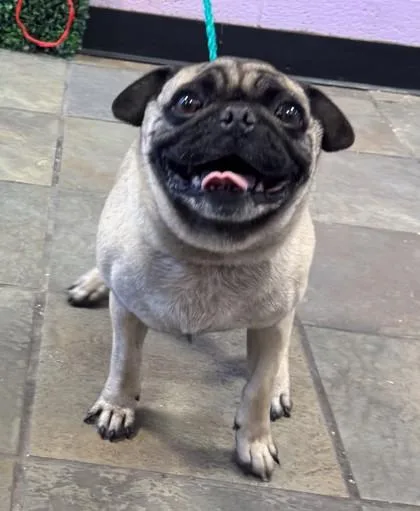 An adult small-sized female Yellow / Tan / Blond / Fawn Pug dog named Bella for adoption in El Paso, TX