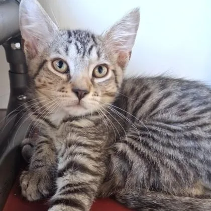 A young small-sized male Tabby (Brown / Chocolate) Domestic Short Hair cat named John for adoption in Belmont, NY