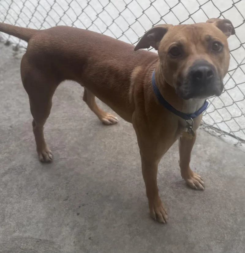 A young medium-sized male Brown / Chocolate Pit Bull Terrier dog named Carl for adoption in Canton, OH