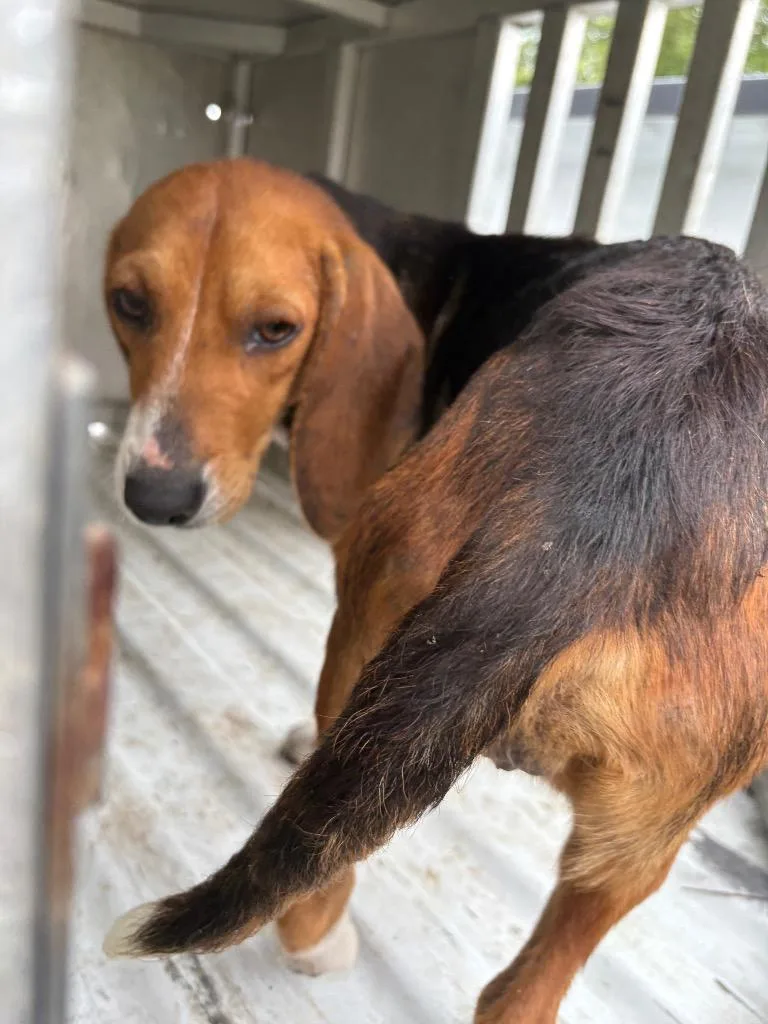 A baby small-sized female Hound dog named Angie for adoption in Effingham, SC