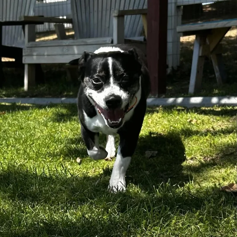 An adult small-sized male Black Boston Terrier dog named Chevy for adoption in Yucaipa, CA