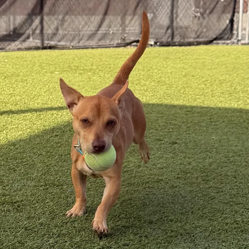 A young small-sized male Yellow / Tan / Blond / Fawn Chihuahua dog named Churro for adoption in Idaho Falls, ID