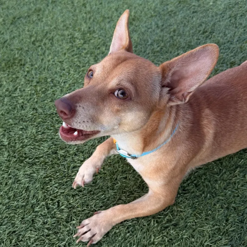 Churro thumbnail 2