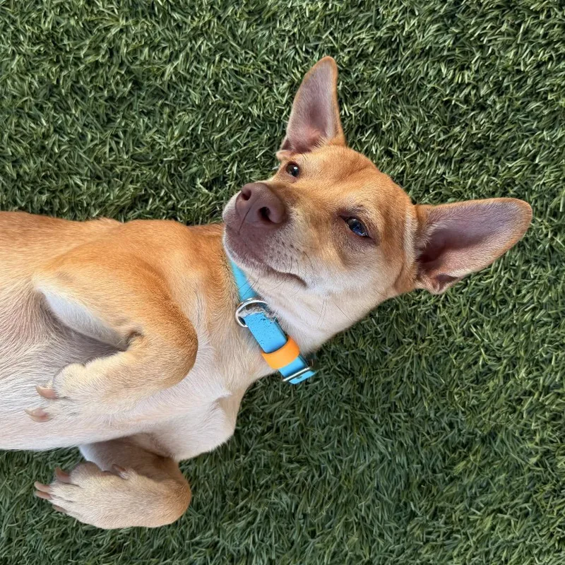 Churro thumbnail 6