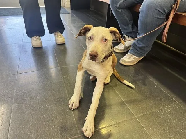 A baby small-sized female Pit Bull Terrier dog named Sweetie for adoption in Santa Monica, CA