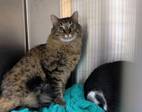 An adult small-sized male Domestic Long Hair cat named Raja for adoption in Sherwood, OR