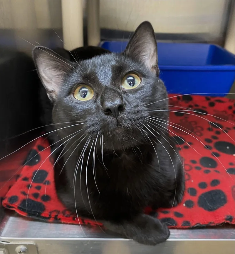 An adult medium-sized male Black Domestic Short Hair cat named Boysenberry for adoption in Fargo, ND
