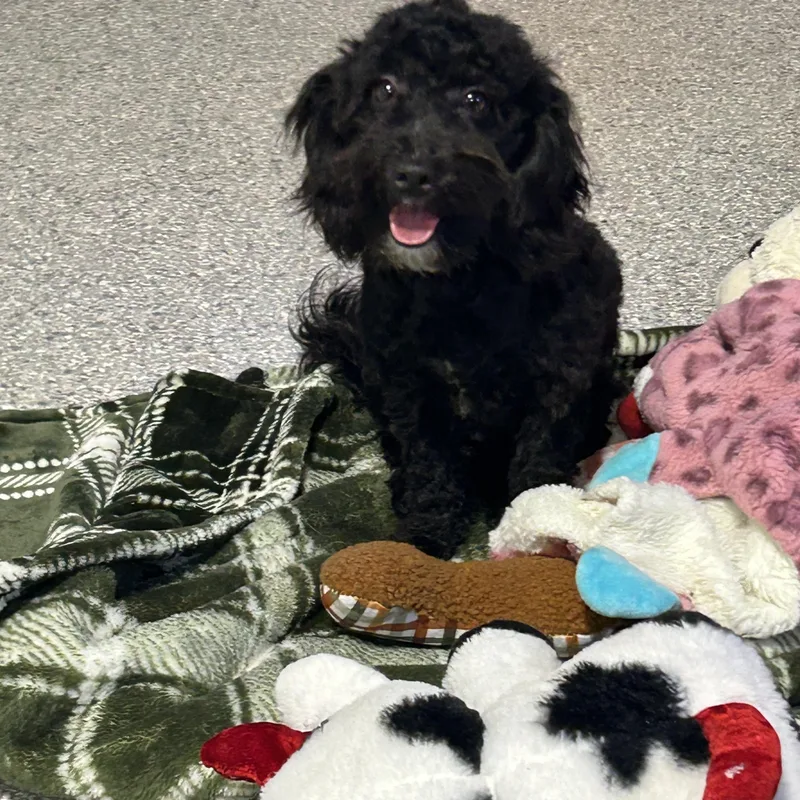 A young small-sized female Black Havanese dog named Billy Jean  lbs for adoption in Antwerp, OH