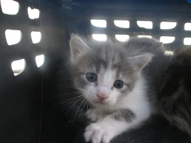 A baby small-sized male Domestic Short Hair cat named 07 for adoption in Ocala, FL