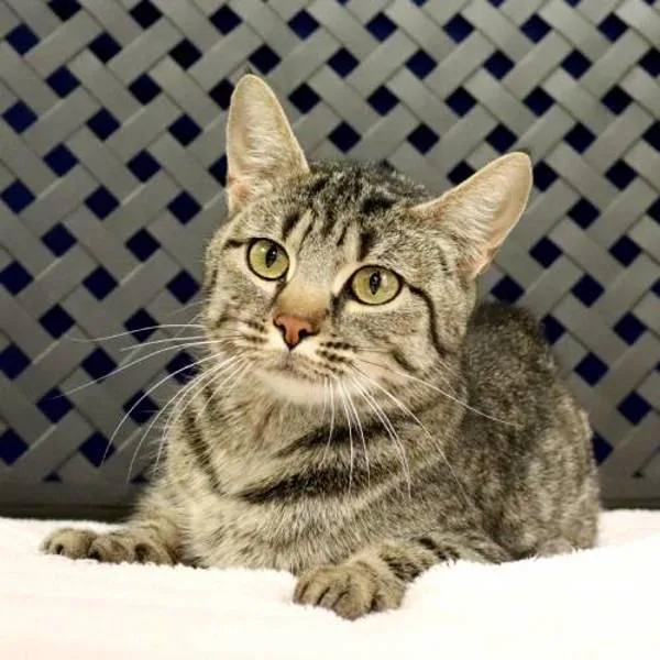 An adult medium-sized female Domestic Short Hair cat named Amanda for adoption in Midland, TX