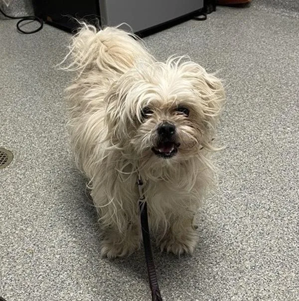 An adult small-sized male Terrier dog named Mark for adoption in Escondido, CA